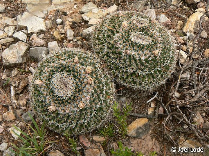 Mammillaria formosa 18 de Marzo NL, Mexico ©JL